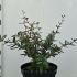 Berberis Julianae Wintergreen Barberry 20-30 cm buy online UK.