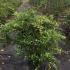 bj 60-80 cm buy online UK.