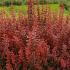 Berberis Thunbergii Orange Rocket. Shrubs to buy online, UK
