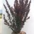 Berberis Red Rocket 80-100 cm buy online UK.