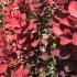 Berberis Red Rocket is an upright deciduous shrub with striking deep red foliage and small yellow flowers, providing vertical interest and bold color to any garden.