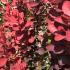 Berberis Red Rocket, deciduous shrub with stunning red coloured foliage, for sale online, UK delivery