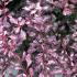 Berberis Rose Glow foliage detail, thrives in coastal gardens in the UK