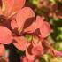 Berberis Orange Dream with vibrant orange and yellow foliage on a sunny day
