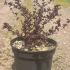 Berberis Thunbergii Atropurpurea Concorde 30-40 cm buy online UK.