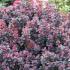 Berberis Thunbergii Atropurpurea Concorde, a stunning shrub with striking foliage colours, these are excellent quality shrubs for sale online UK delivery.