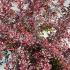Berberis Thunbergii F Atropurpurea Harlequin 60-80 cm buy online UK.
