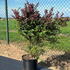 berbharlequin 80-100 cm buy online UK.