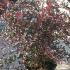 Berberis Thunbergii F Atropurpurea Red Chief 80-100 cm buy online UK.