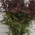 berbredcheif 1-1.25 m buy online UK.