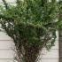 Berberis Thunbergii Japanese Barberry 80-100 cm buy online UK.