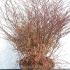 Berberis Thunbergii Orange Dream 60-80 cm buy online UK.