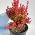 bto 50-60 cm buy online UK.