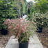 bto 60-80 cm buy online UK.