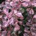 Berberis thunbergii Rose Glow - the new leaves emerge purple, silver-pink and bright rose later becoming purple.