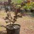 Berberis X Ottawensis Purpurea Superba 30-40 cm buy online UK.