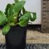 Bergenia Bressingham White Elephants Ears 10 cm buy online UK.
