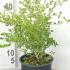 Betterbuxus Babylon Beauty Blight Resistant Box 30-45 cm buy online UK.