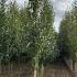 Betula Albosinensis Fascination 3-3.5 m buy online UK.