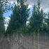 beh 3-3.5 m buy online UK.