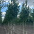 beh 3.5-4 m buy online UK.