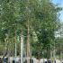 Betula Albosinensis Fascination 3-3.5 m buy online UK.