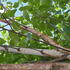 Betula Fascination birch tree with peeling white bark and upright habit