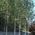 Betula Jacquemonti or the Himalayan Birch is a popular choice at this London specialist tree nursery.