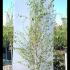 Betula Jacquemontii Multistemmed Birch 1.75-2 m buy online UK.
