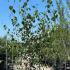 Betula Jacquemontii Multistemmed Birch 2.5-3 m buy online UK.