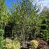 betulajm 3-3.5 m buy online UK.