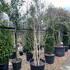 betulajm 3-3.5 m buy online UK.