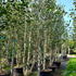 betulajm 3.5-4 m buy online UK.