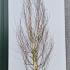 Betula Jacquemontii Multistemmed Birch 3.5-4 m buy online UK.