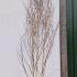 Betula Jacquemontii Multistemmed Birch 4-4.5 m buy online UK.