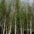 White Stemmed Silver Birch Tree, Trees UK