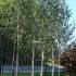 Betula Jacquemonti or the Himalayan Birch is a popular choice at this London specialist tree nursery. 