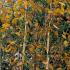 Himalyan Birch Tree Multistemmed with autumn coloured foliage - for sale online at our London garden centre, UK delivery.