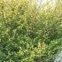 Betula nana Golden Treasure. Dwarf Birch or Arctic Birch for sale online with UK delivery. We delivery to Ireland.