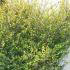 Betula nana Golden Treasure. Dwarf Birch or Arctic Birch for sale online with UK delivery. We delivery to Ireland.