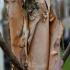 Betula Nigra trees are also known as River Birch trees, ornamental bark and foliage. Buy online UK