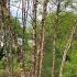 Betula Nigra trees with Springtime foliage - small grove of River Birch trees