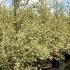 Betula Nigra Shiloh Splash Veg River Birch 2-2.5 m buy online UK.