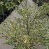 Betula Nigra Shiloh Splash Veg River Birch 1.25-1.5 m buy online UK.