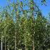 Betula Nigra Summer Cascade River Birch 3-3.5 m buy online UK.