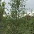 Betula Pendula Crispa Swedish Birch 3.5-4 m buy online UK.