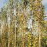 Betula Pendula Fastigiata Joes Silver Birch, a fastigiated birch with an extremely narrow columnar growth habit. Ideal for small gardens and lining walkways.