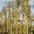 Betula Pendula Fastigiata Joes Silver Birch, a fastigiated birch with an extremely narrow columnar growth habit. Ideal for small gardens and lining walkways. 