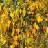 Betula Pendula Crispa or Swedish Birch also  Betula pendula Laciniata, a medium sized tree with beautiful coloured foliage for autumn colour, buy online UK
