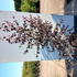 bpp 1.75-2 m buy online UK.